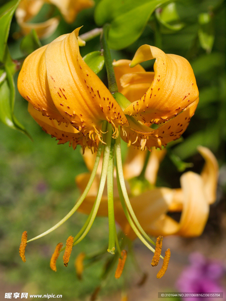 橙黃色百合花