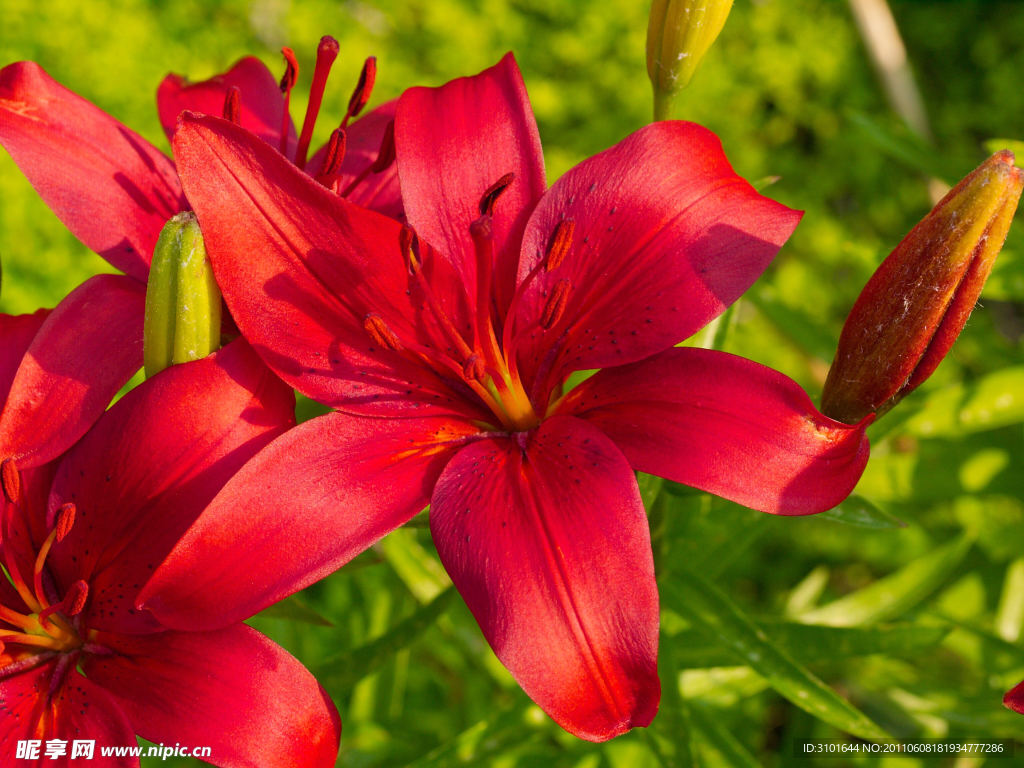 紅色百合花