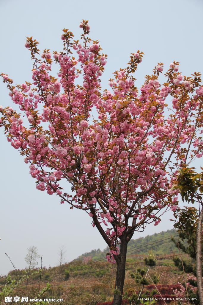 櫻花樹