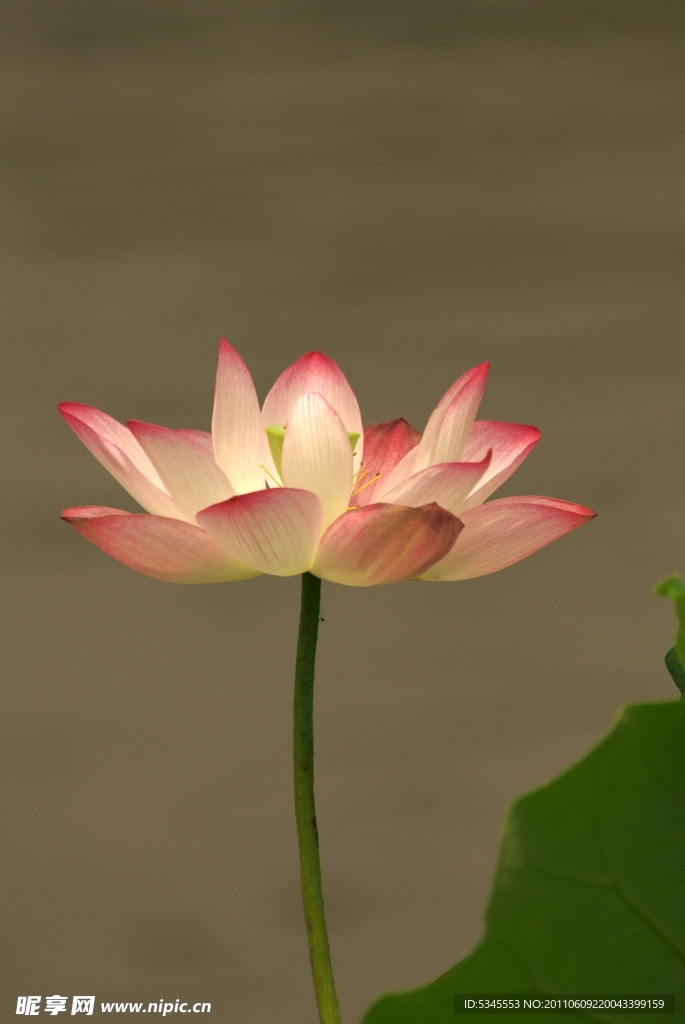 花卉 荷花