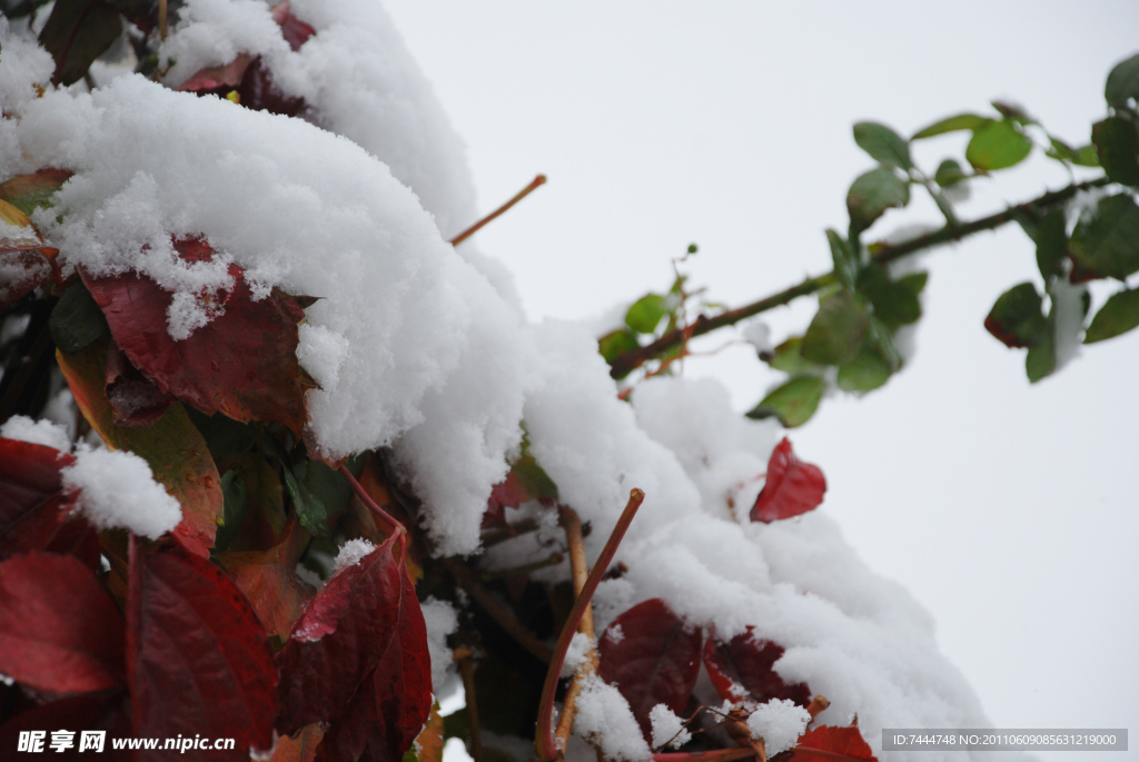 雪落紅葉