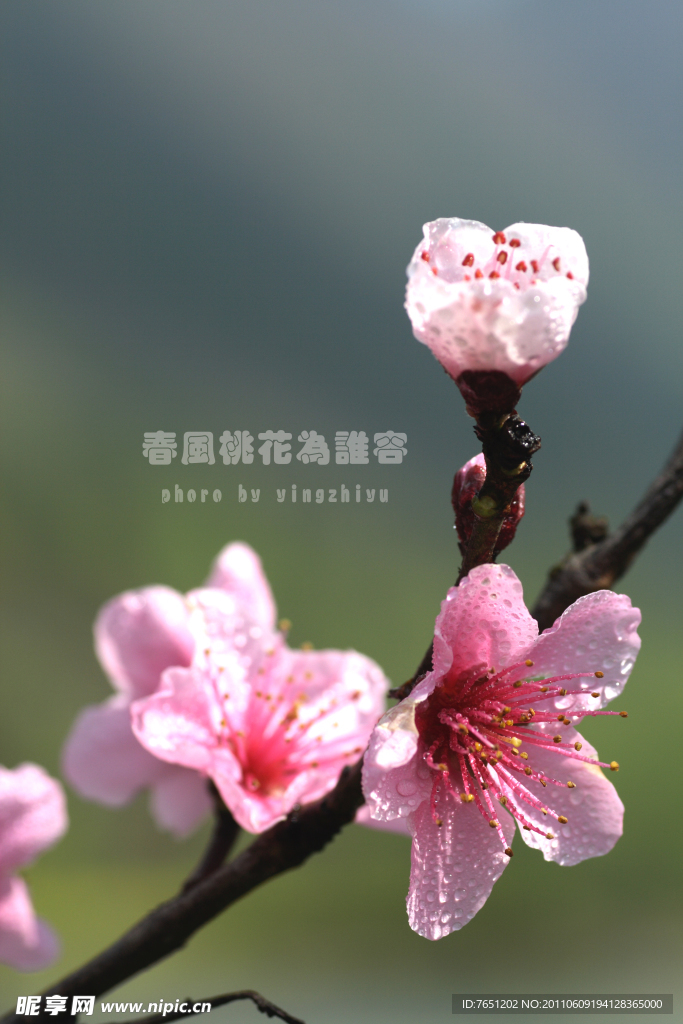 春風桃花為誰容