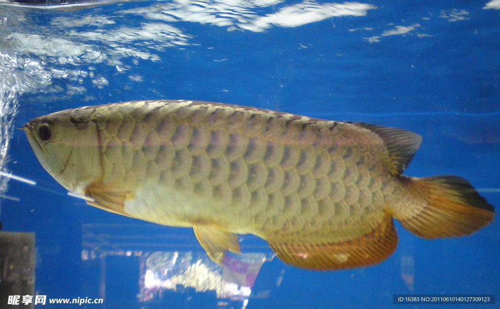 龍魚