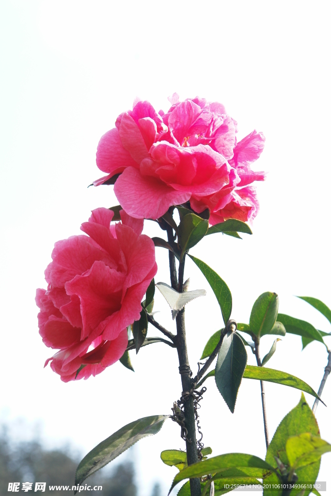 茶花