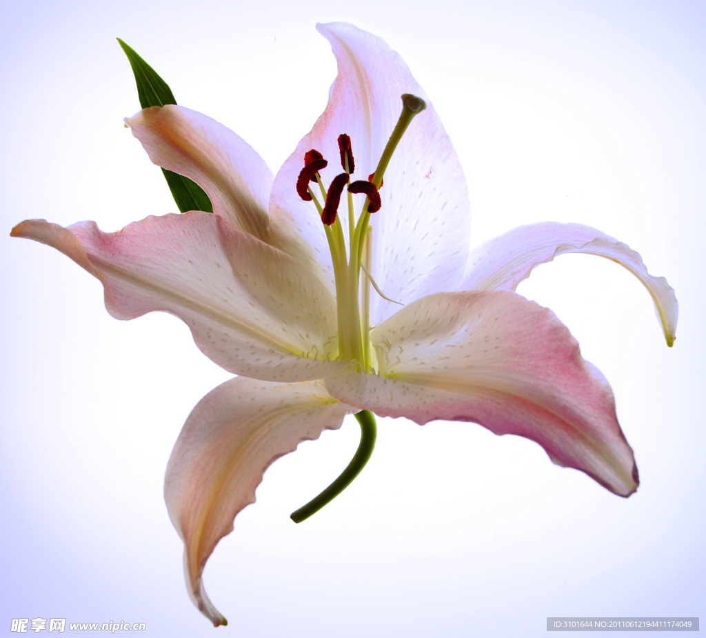百合花