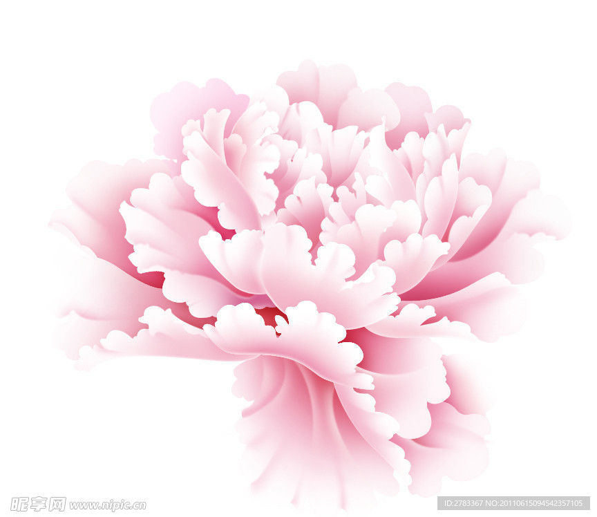 牡丹花