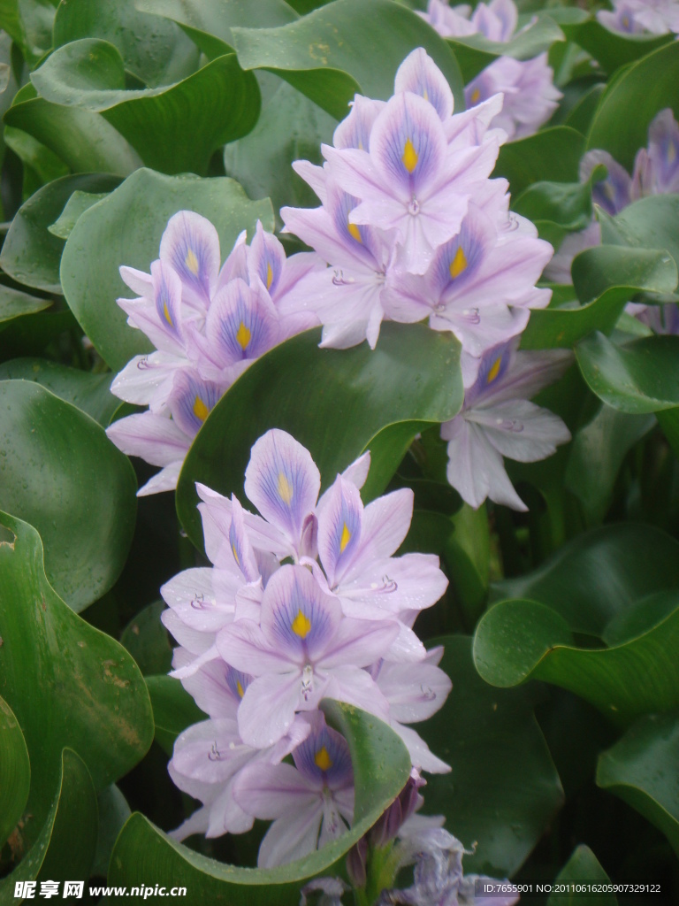 水葫蘆花