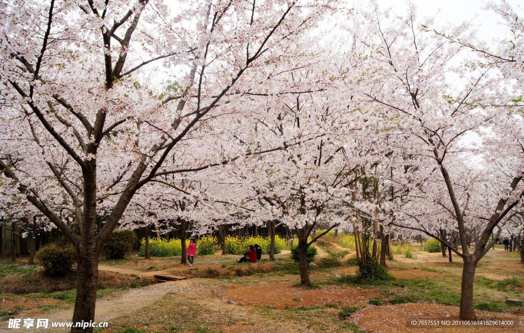 磨山櫻花