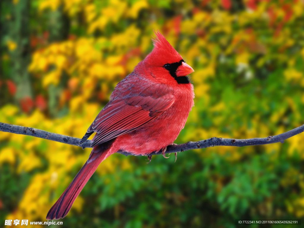 紅鳥