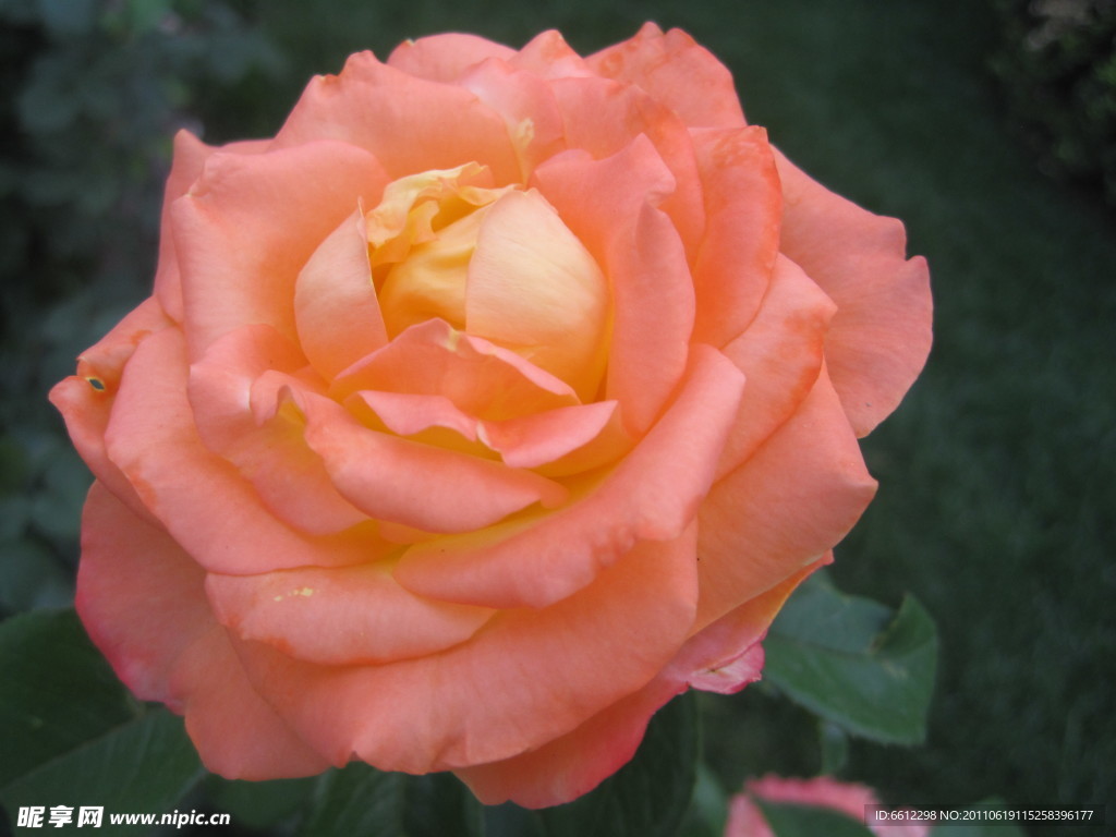 月季花