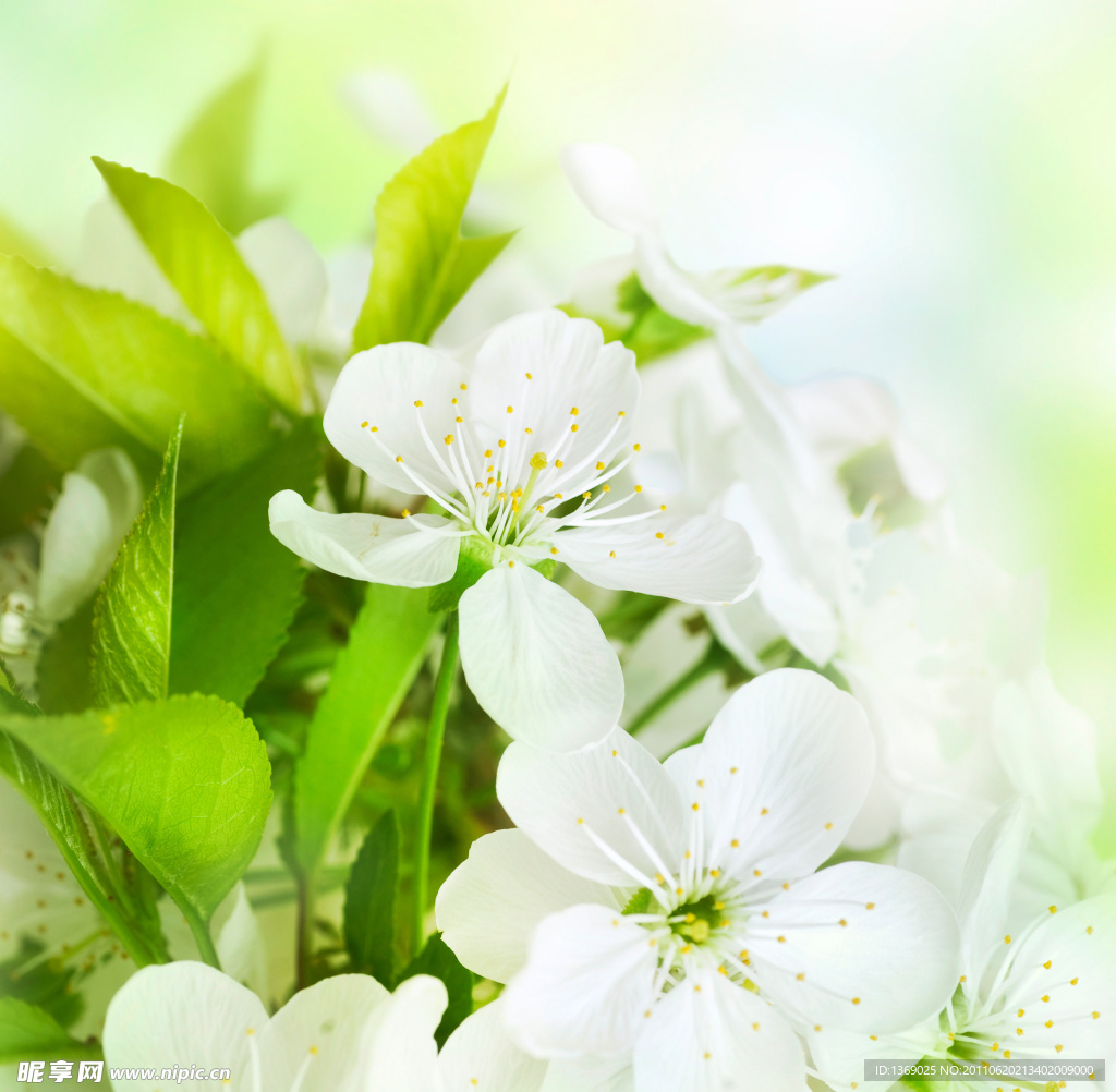 茉莉花