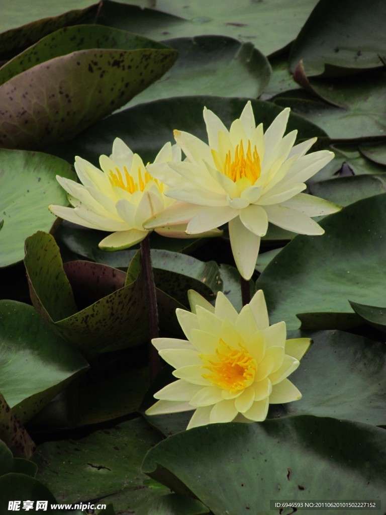 睡蓮 蓮花