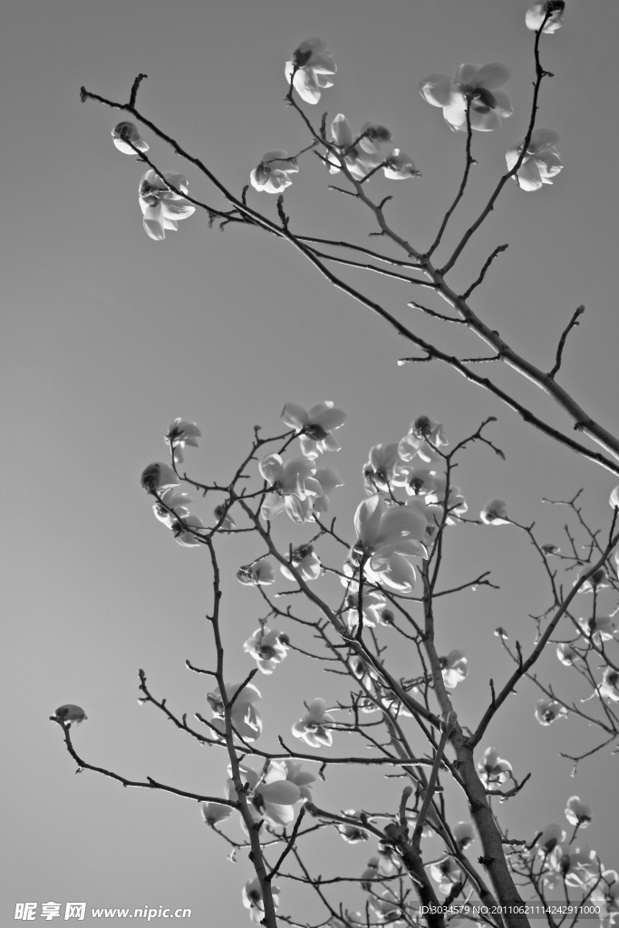 玉蘭花枝