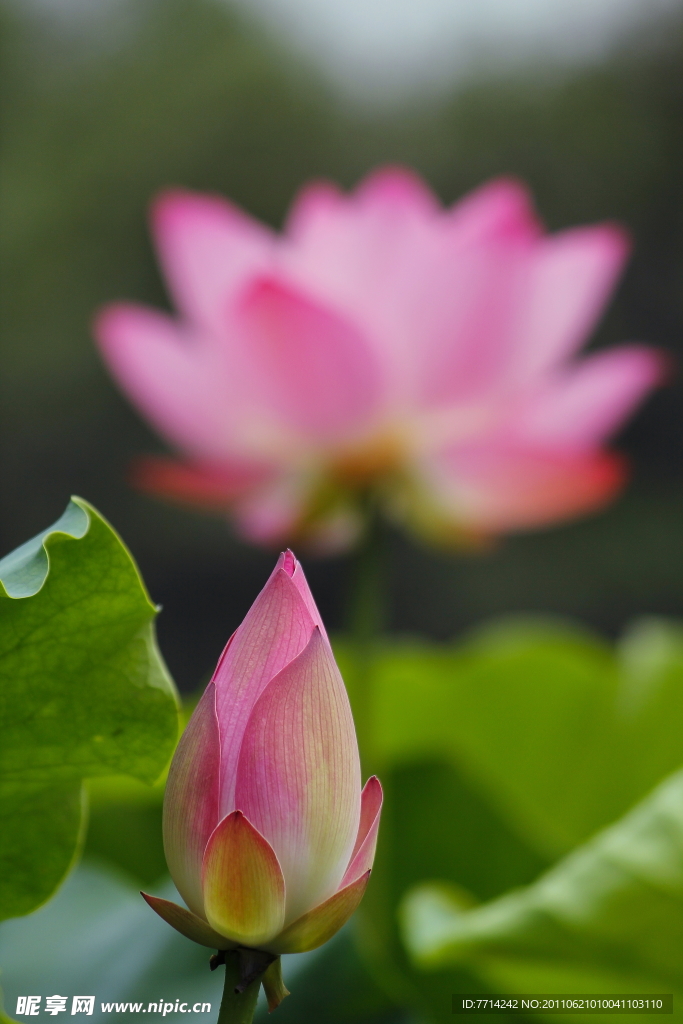荷花