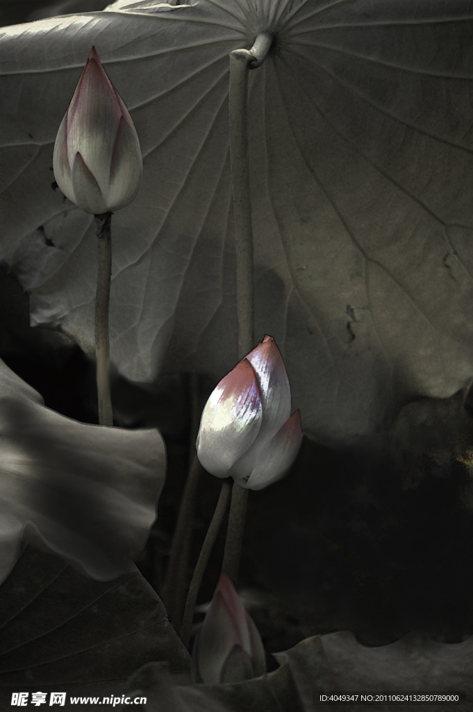 花草