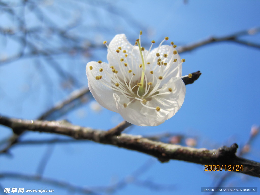 枝頭梨花