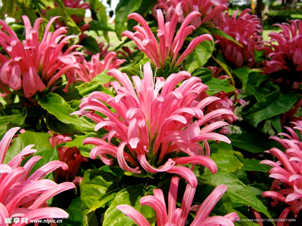 珊瑚花
