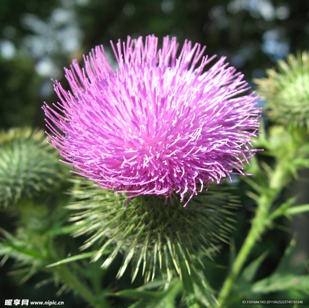 薊花