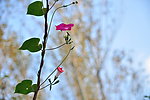牽牛花