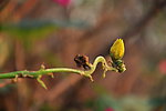 牽牛花苞