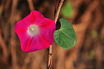 牽牛花