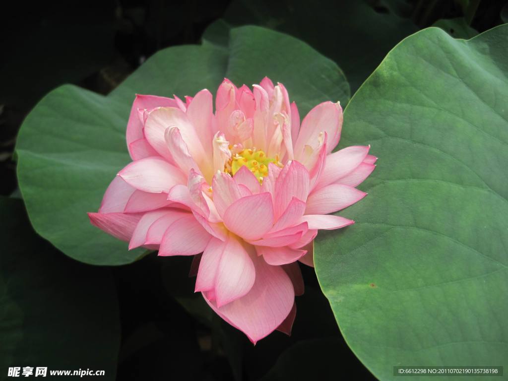 荷花