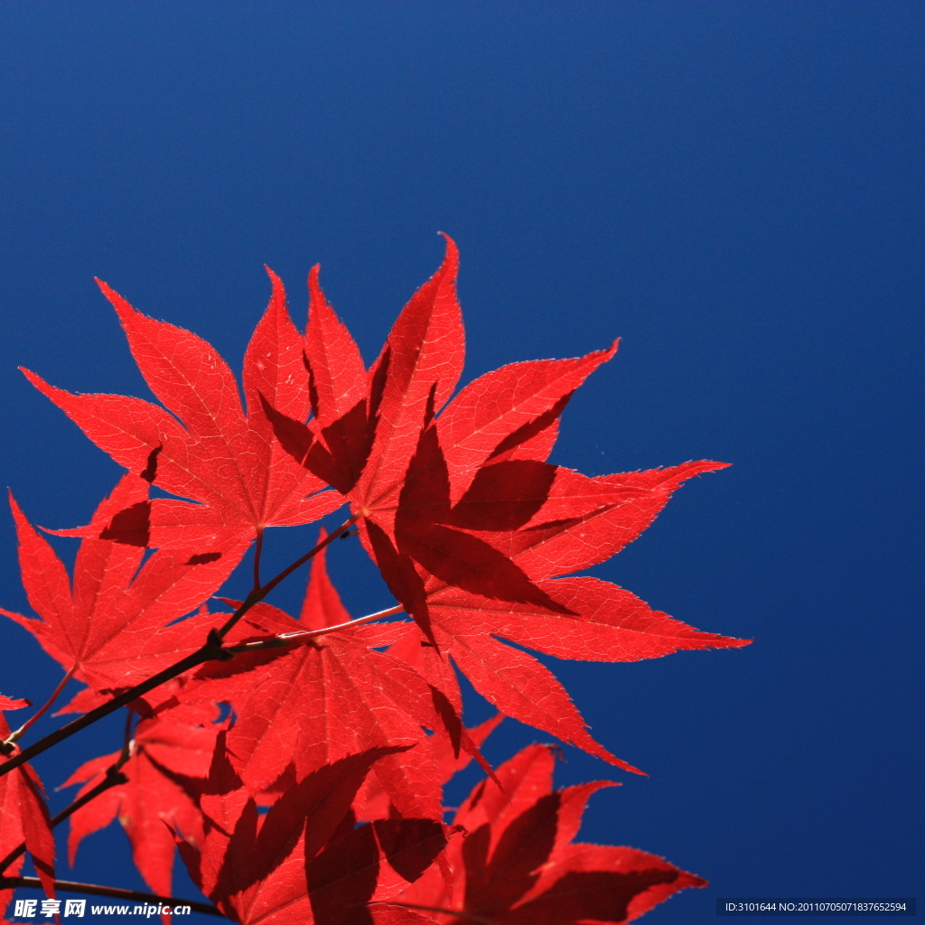 紅楓葉