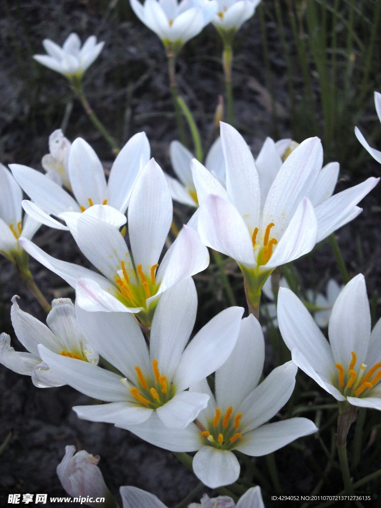 蘭花花