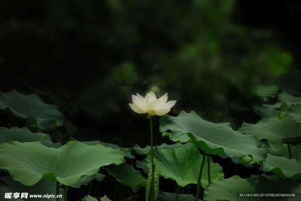荷 蓮