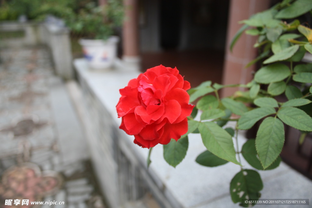 月月紅