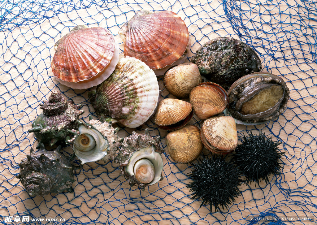 海鲜 海螺 螺子肉海产品 海产品