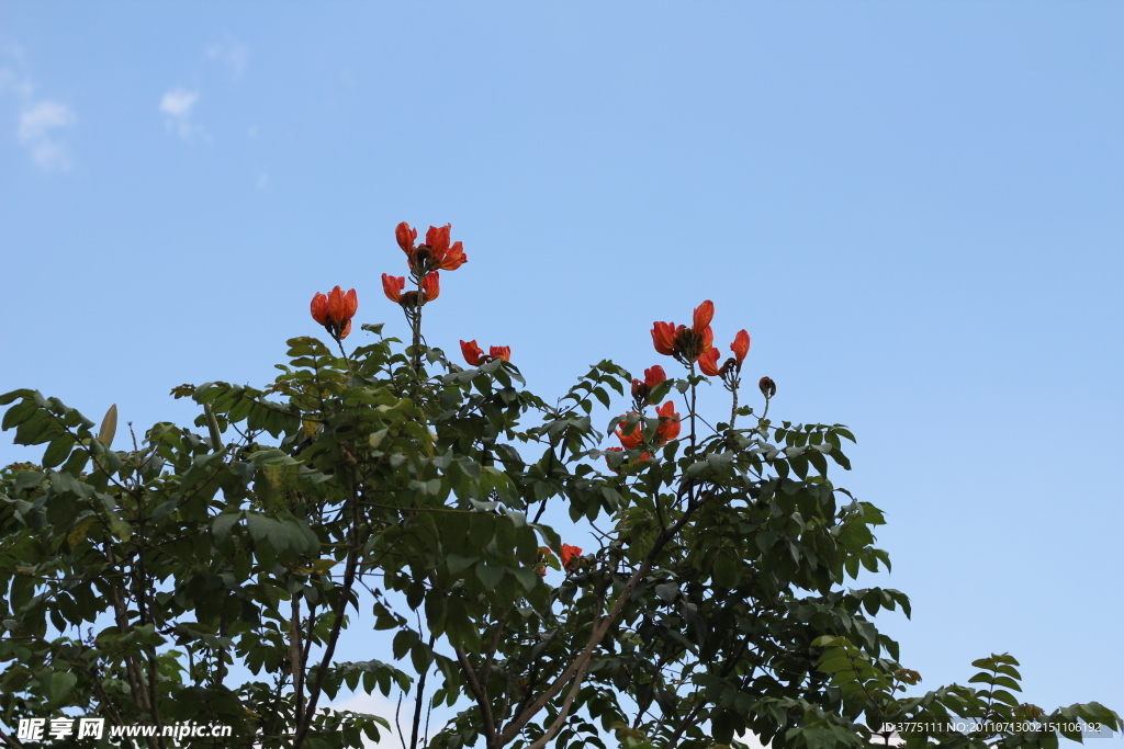 別樣紅