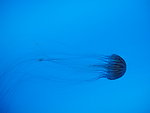 海洋 生物 海蛰 水母
