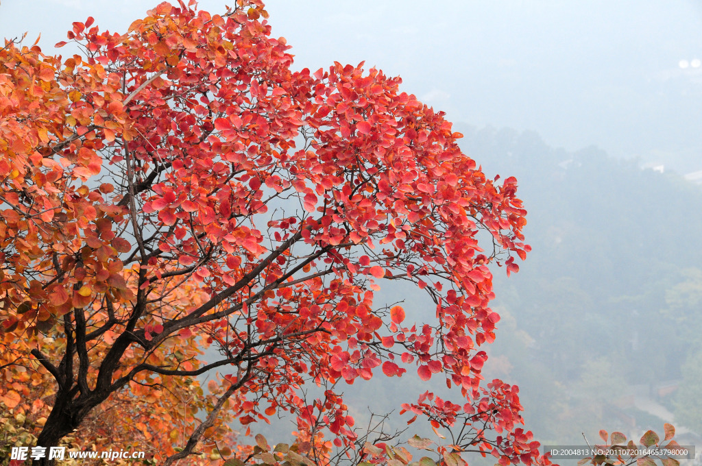 香山 紅葉