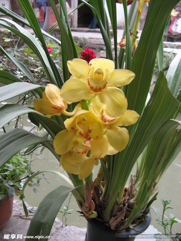 蘭花