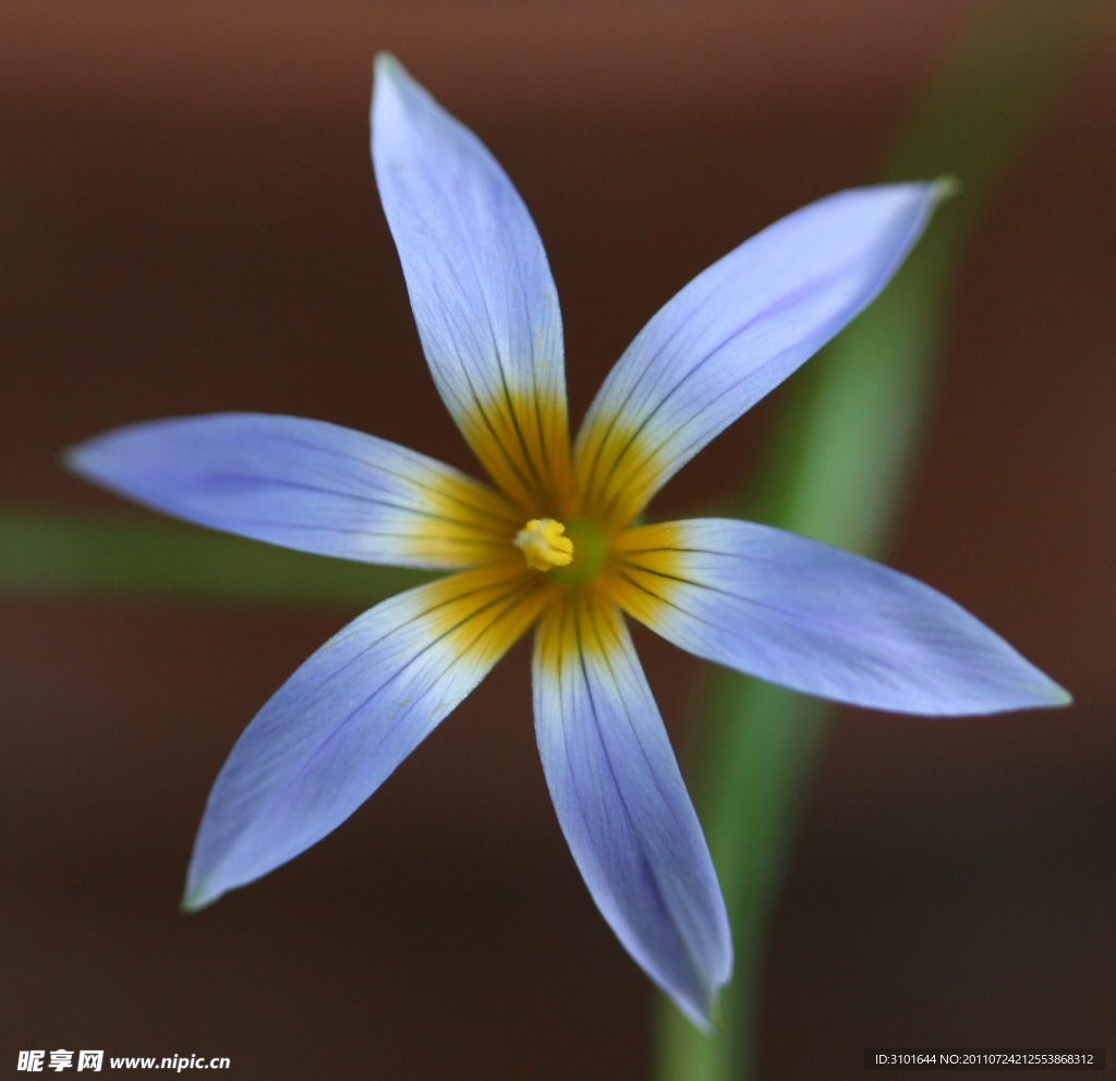 羅慕花