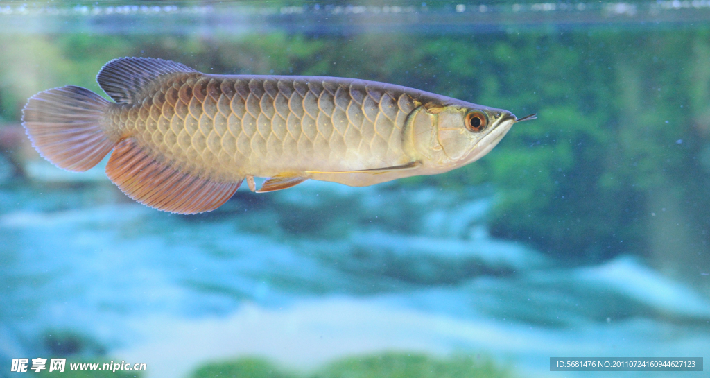 魚類