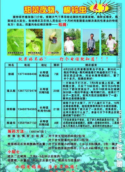 棉花甜菜夜蛾