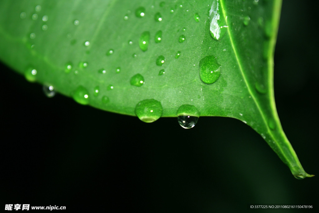 雨滴 樹葉 特寫