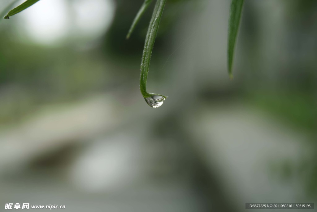 雨滴 樹葉 特寫