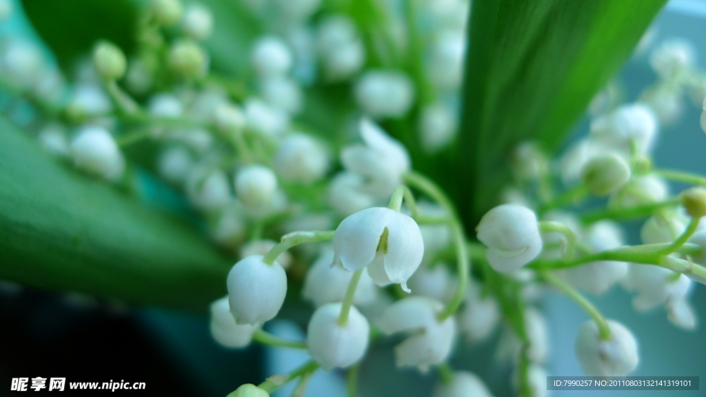白色鈴蘭花
