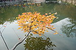 紅葉篇