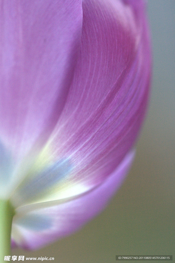 紫郁金香花蕊