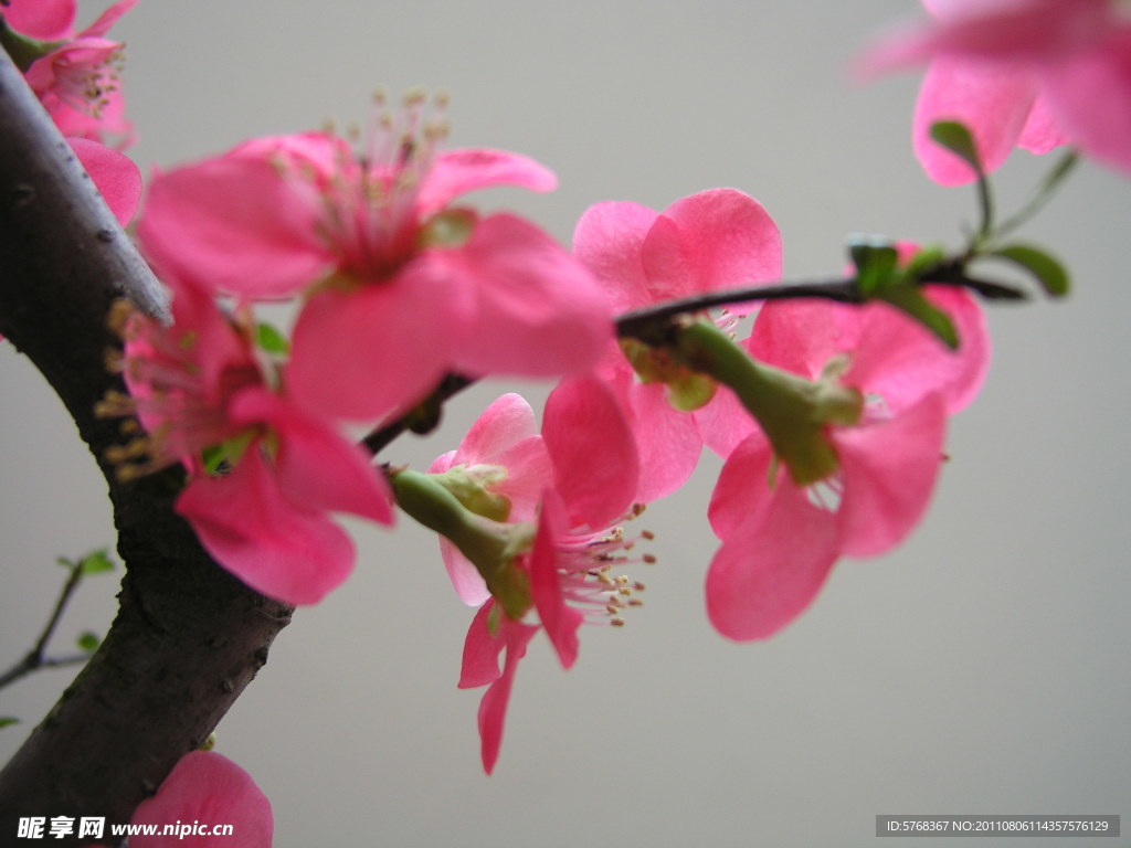 梅花