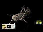 蝗虫蚱蜢蚂蚱老扁担蝈蝈3D三维模型建模