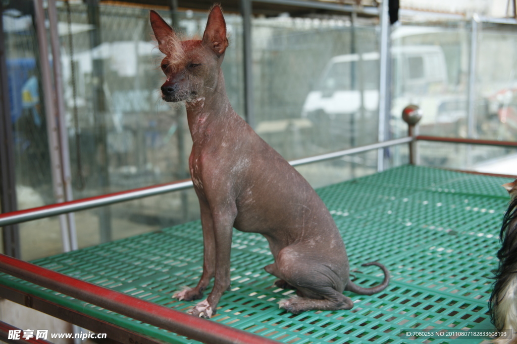 中國冠毛犬