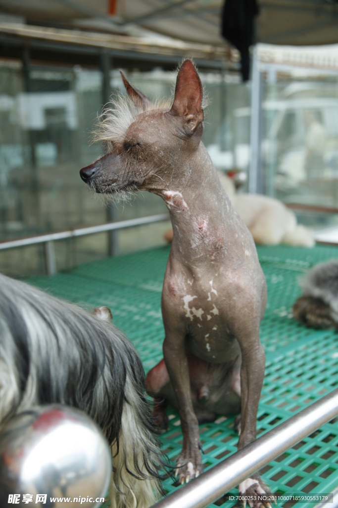 中國冠毛犬