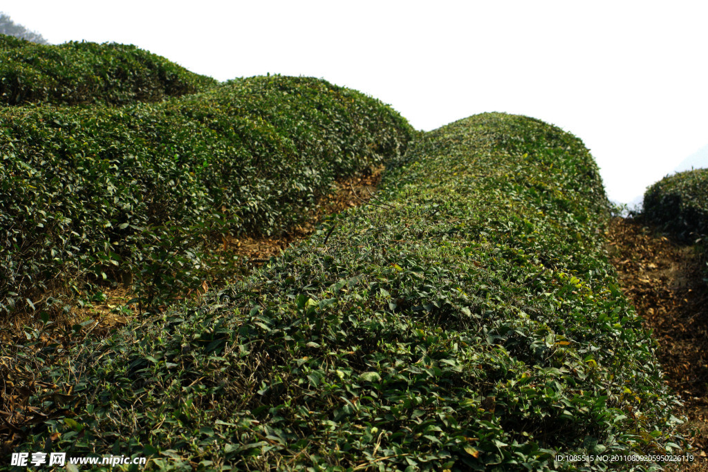 茶山