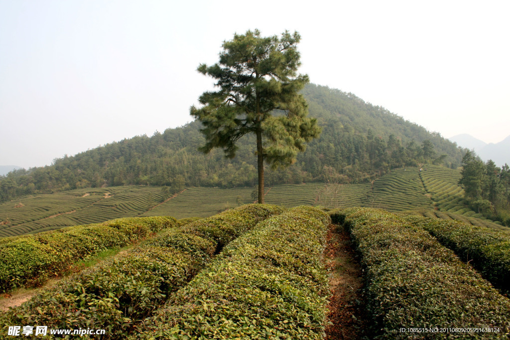 茶山