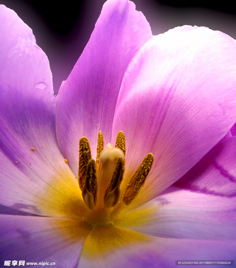花蕊